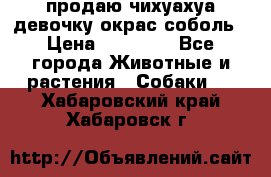 продаю чихуахуа девочку,окрас соболь › Цена ­ 25 000 - Все города Животные и растения » Собаки   . Хабаровский край,Хабаровск г.